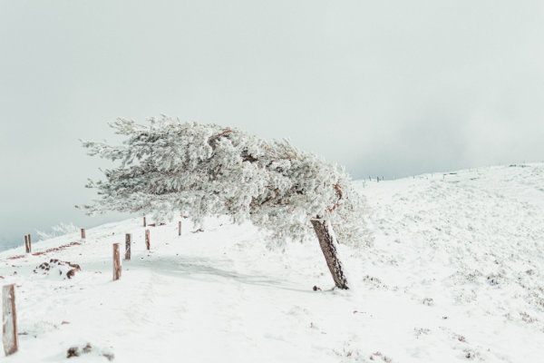 A single tree in a snowy landscape, bent by strong winds, embodies the strength of nature.